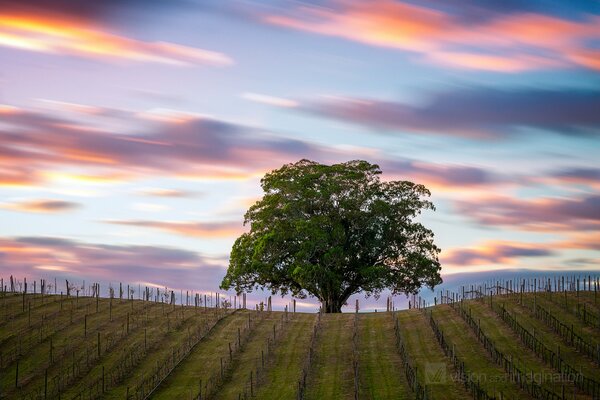 Un árbol solitario en un campo y un cielo púrpura