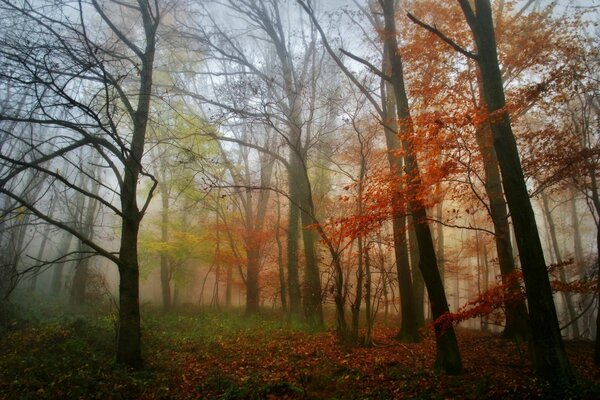 Foggy autumn in the forest. Bare trees in autumn