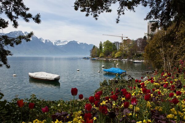 On the shore of the lake everything is covered with tulips