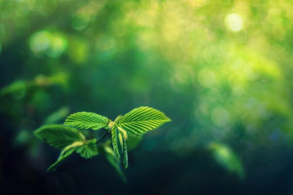 Лист растения зеленого цвета на размытом фоне