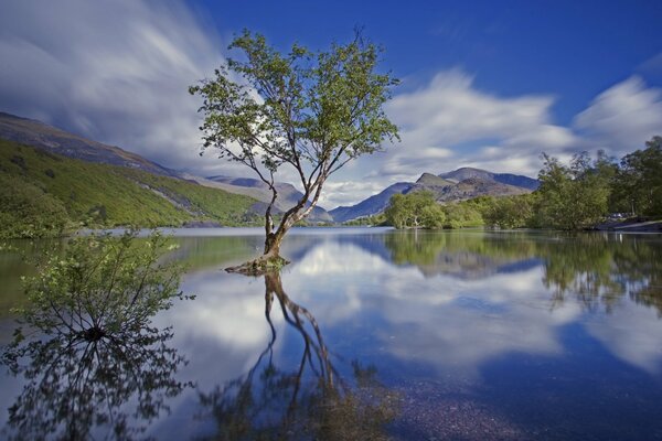 Un árbol solitario en el centro de un lago situado entre las montañas