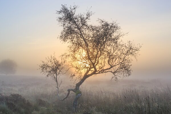 Amanecer en un campo de niebla