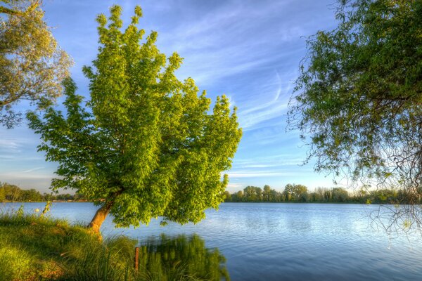 A tree by a blue river with a blue sky