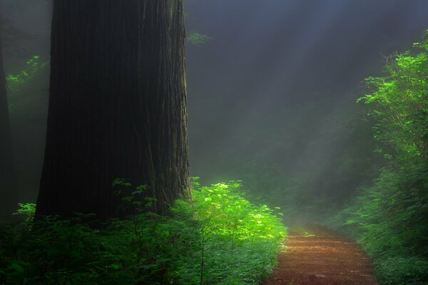 Forest tropics in the forest. Photo of sequoia