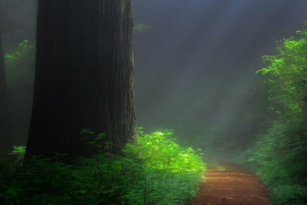 Forêt tropicale dans la forêt. Photo séquoia