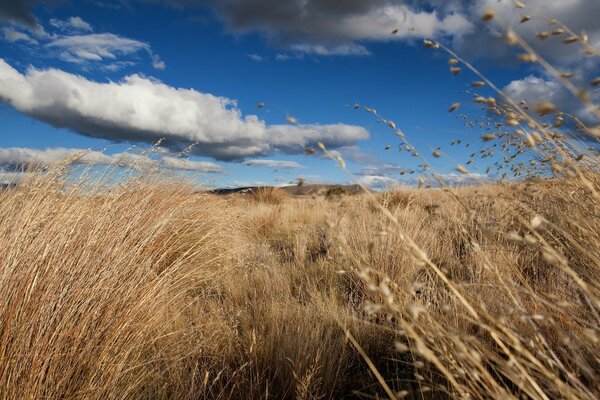 Hierba dorada en un campo de cielo azul