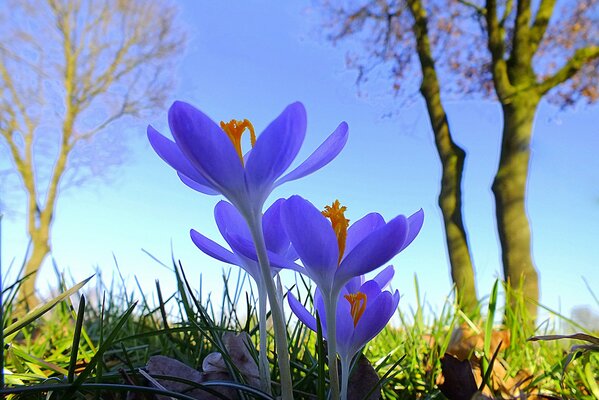 Blue crocuses. spring flowers