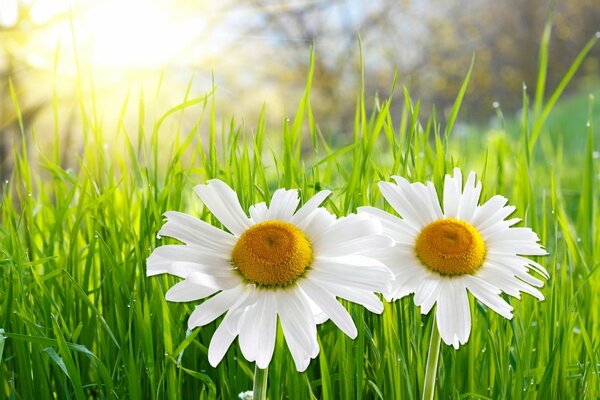 Two daisies in the green grass