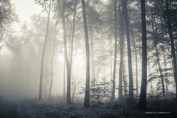 La niebla cubre los bordes de los árboles