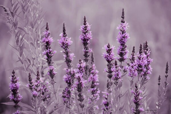 Pradera de flores con campos de lavanda 