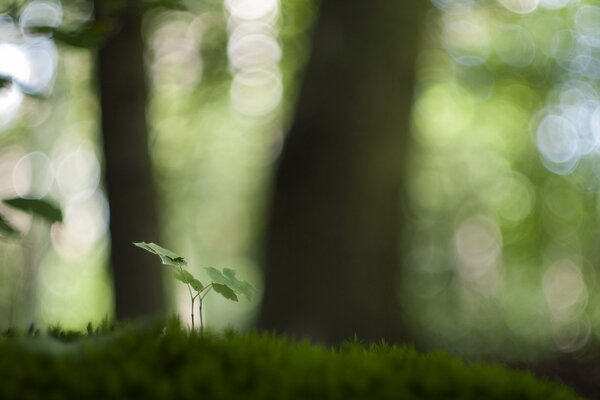 Pousse verte dans le fond de la forêt