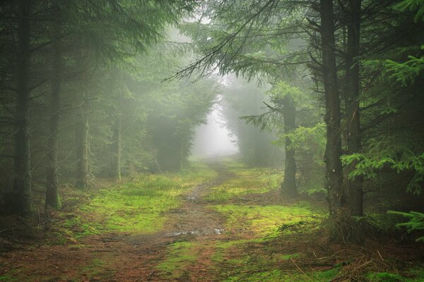 Ein nebliger Wald, der in die Ferne geht