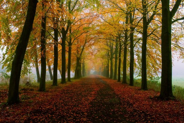 Allée d automne avec des feuilles mortes