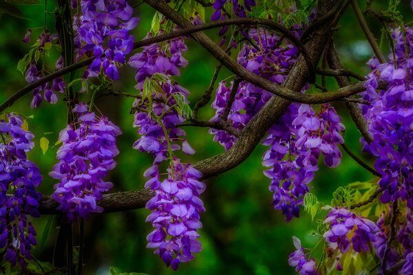 Branches avec inflorescences de lilas