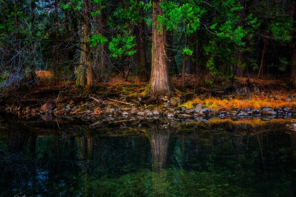 Photo of a tree and its reflection in the water
