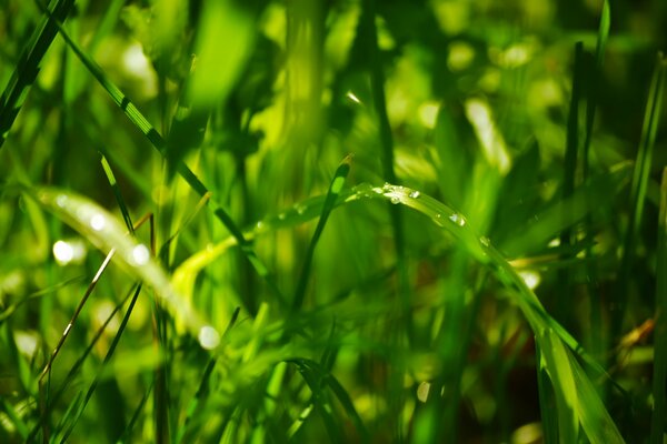 Gocce di rugiada sull erba verde