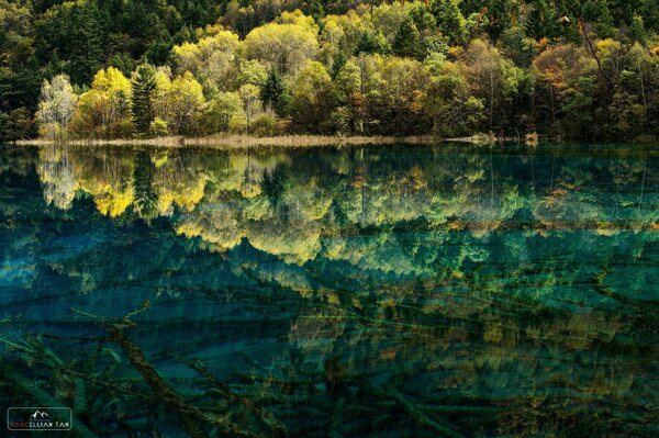 Reflection of trees in the clear surface of the lake