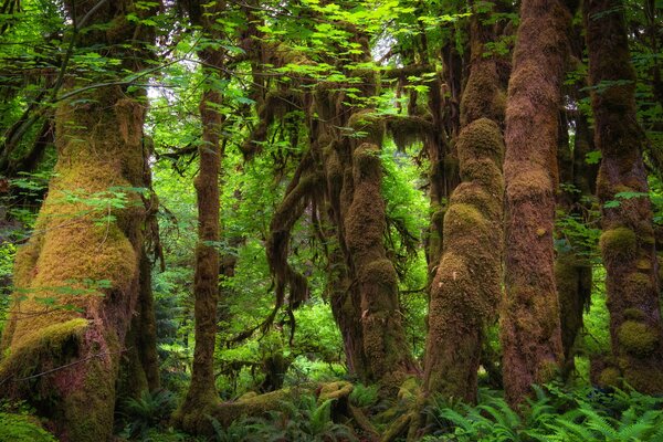 Forest with trees overgrown with moss