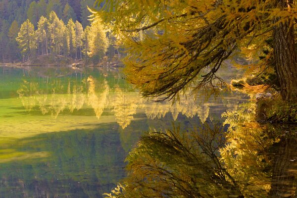 Arbres d automne près du lac dans la forêt