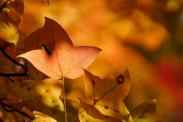 Autumn leaves close-up