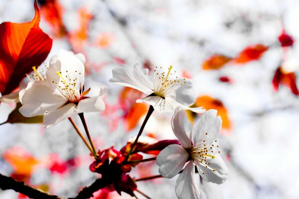 Japanese flowers on wallpaper