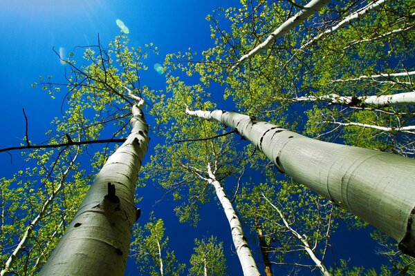 Tree crowns against the blue sky