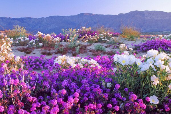 Flores de pradera entre las montañas