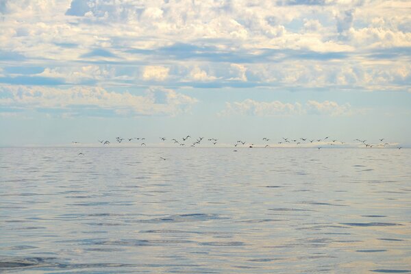 Birds fly into the horizon