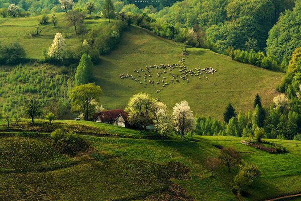 Pascolo al mattino presto vicino alla foresta