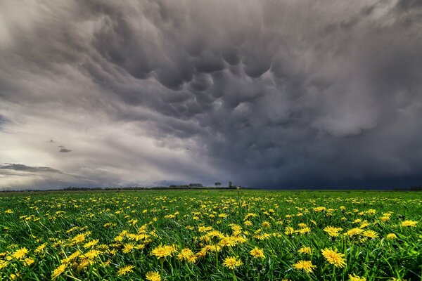 Champ sans fin avec des fleurs jaunes sous les nuages gris