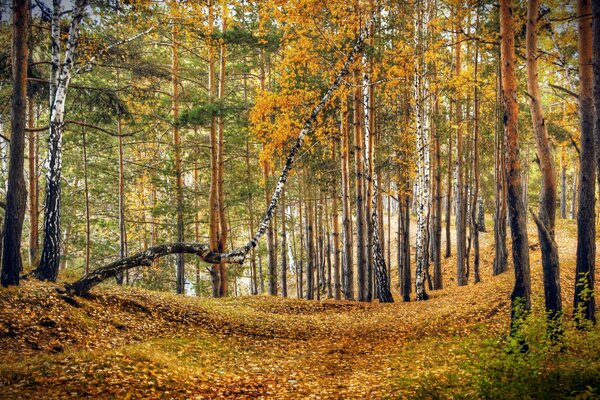Hermoso, colorido, bosque de otoño