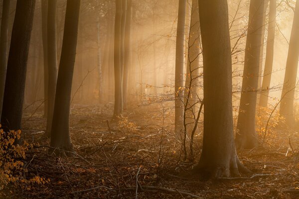 La niebla de la mañana envolvió el bosque denso