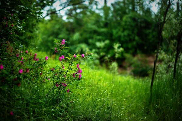 A flower in the forest is lonely