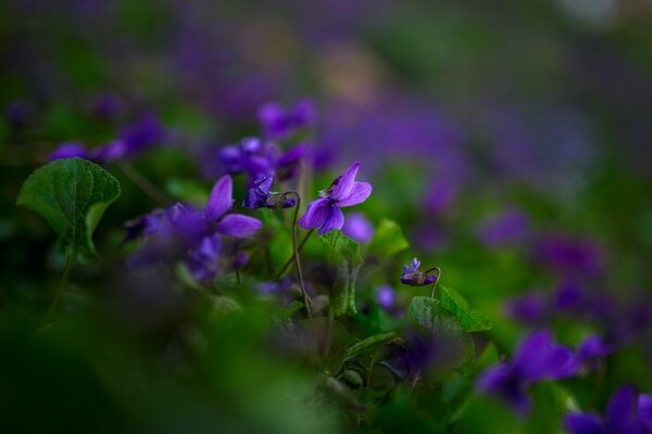 Flores moradas en follaje verde