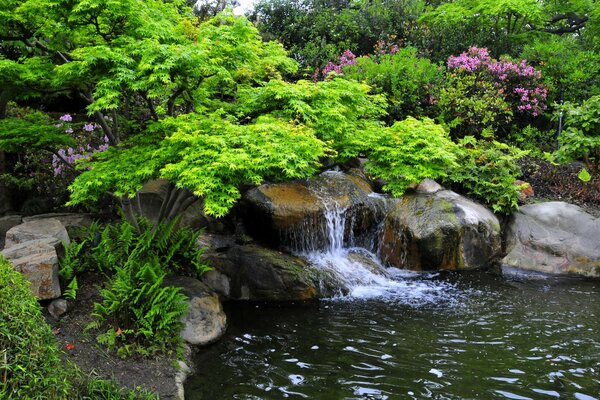 Japanese garden with lilac bushes with waterfall