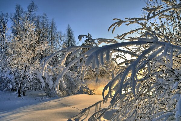 Branches d arbre enneigées dans la forêt d hiver