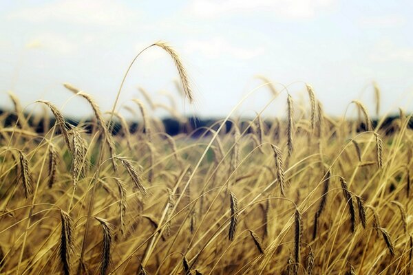 Espigas de oro en un amplio campo