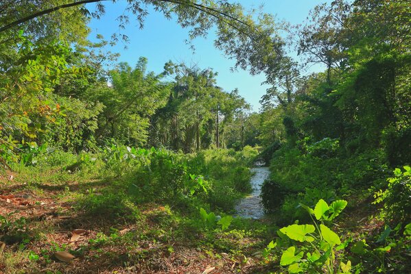 Petit ruisseau au milieu du feuillage vert