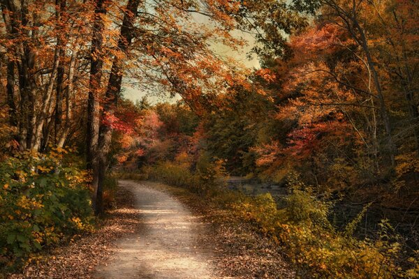 A road in an autumn forest with a bright sky