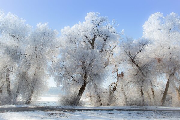 Frost the sun the day is wonderful