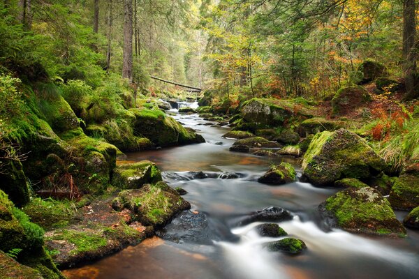 Forest landscape on the river with stones