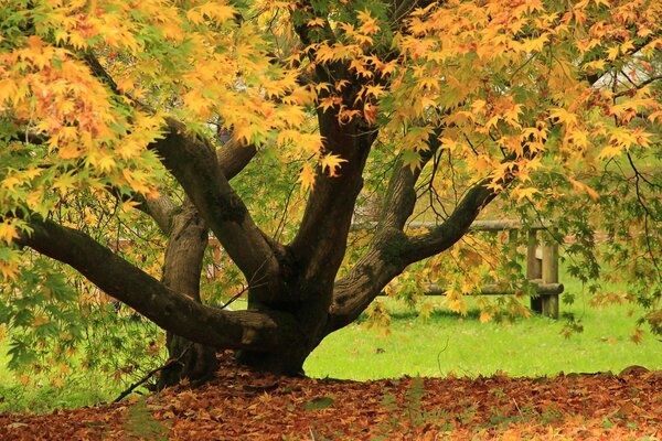 A powerful sprawling autumn tree with leaves