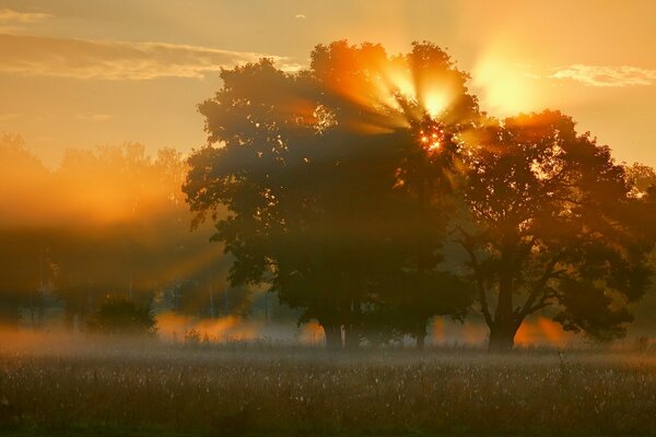 Wschód słońca przez gałęzie drzew w mglisty poranek