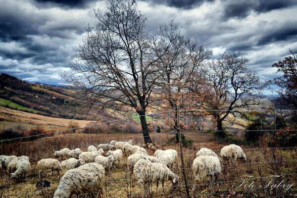 Zdjęcie pastwiska owiec. Zdjęcia drzewa i owce
