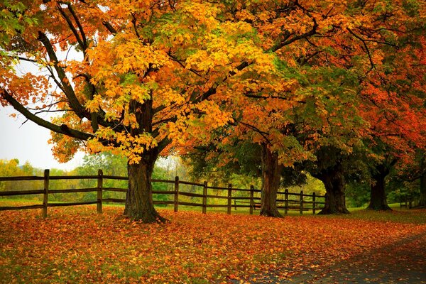 A path among trees dressed in gold and crimson