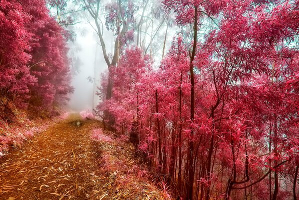 Herbstlicher roter Wald im Nebel