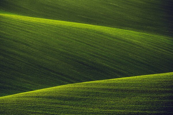 Campi verdi della natura vergine