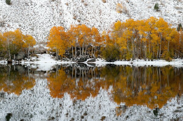 Reflejo de los árboles amarillos en el lago