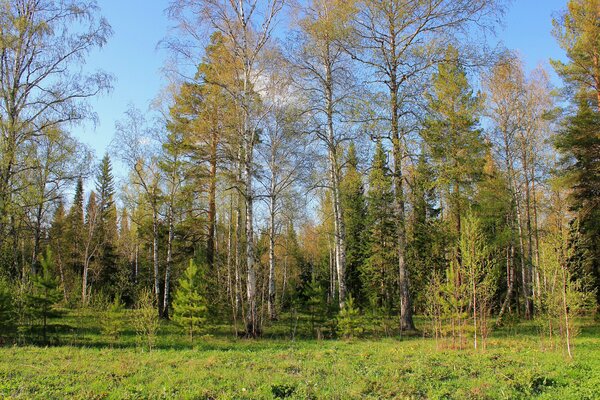 Russischer Herbstwald vor dem Hintergrund eines sauberen Himmels