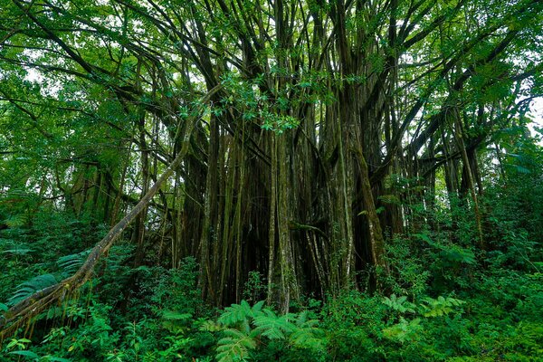 Огромное тропическое дерево в зарослях папоротника